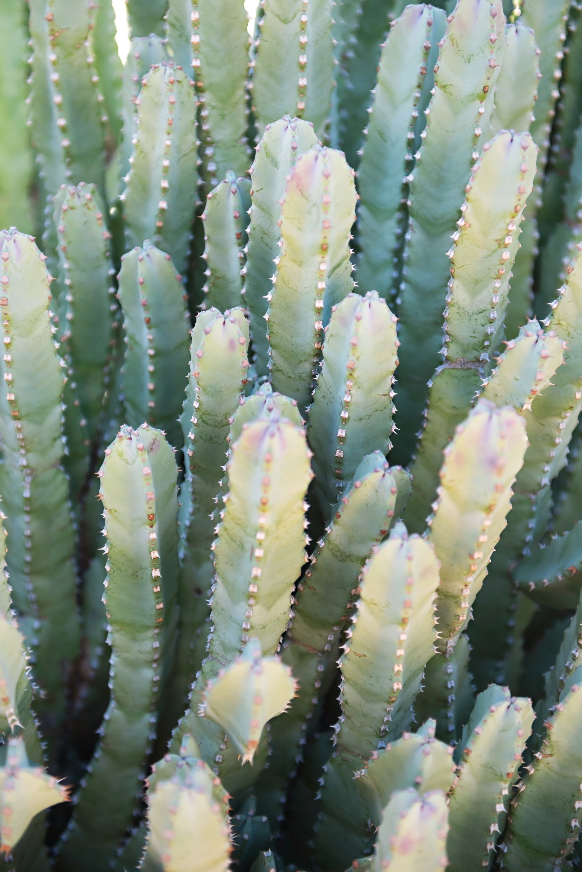 Desert Succulent Print | Desert Succulent Canvas | 17 Mile