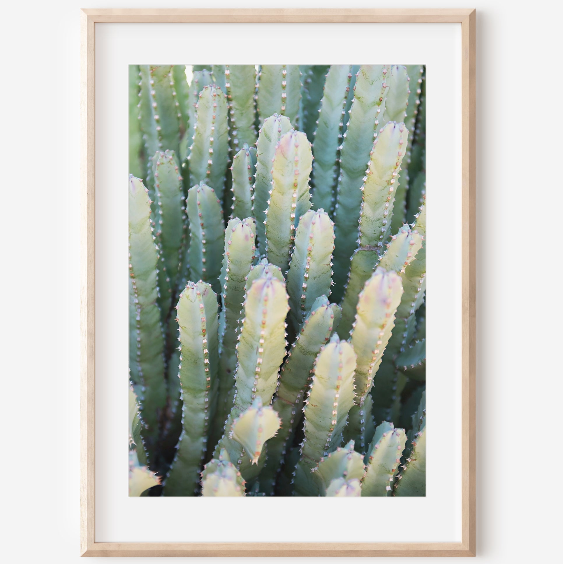 Desert Succulent Print | Desert Succulent Canvas | 17 Mile