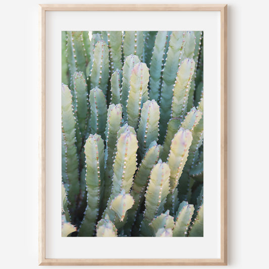 Desert Succulent Print | Desert Succulent Canvas | 17 Mile