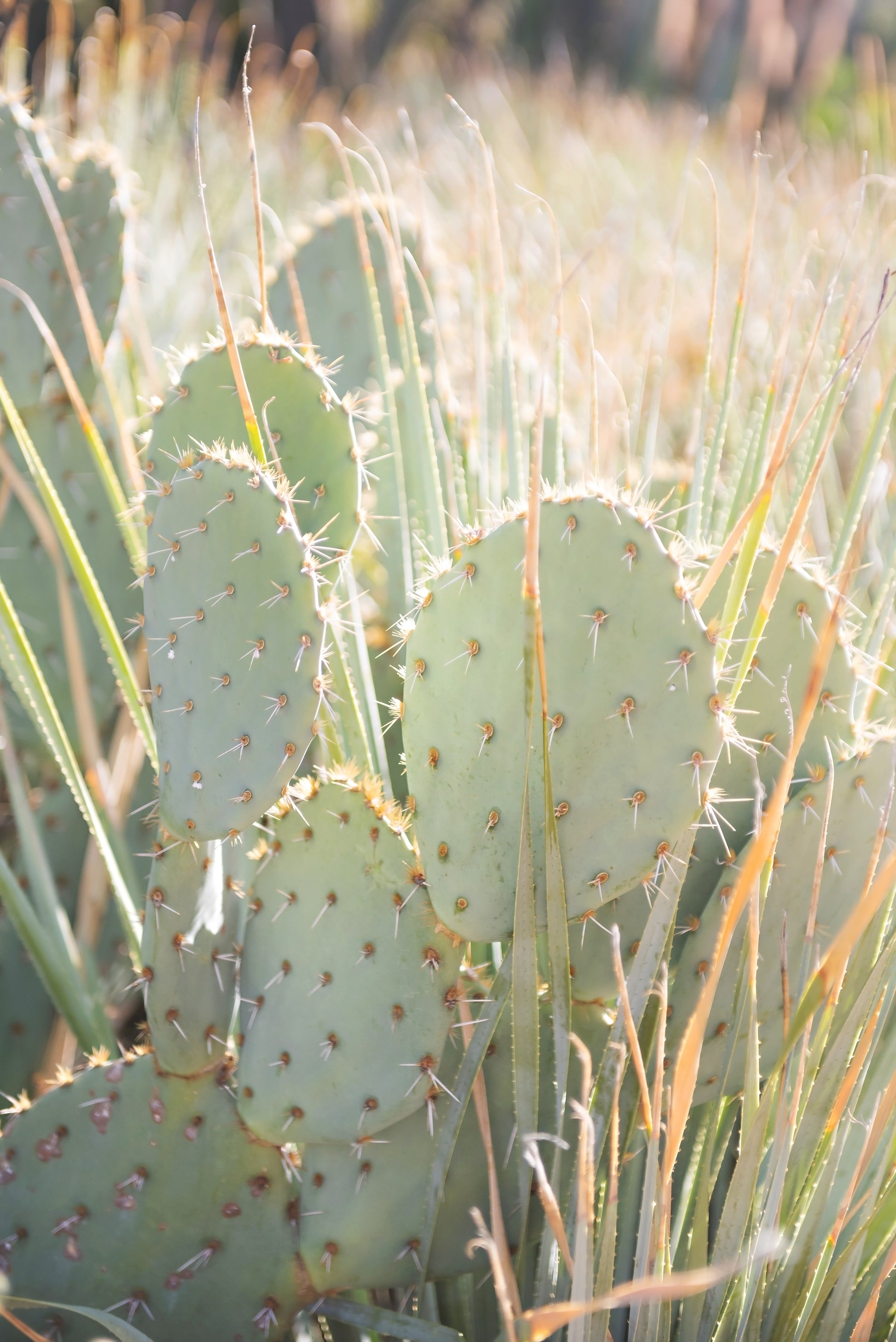 Prickly Pear Cactus Canvas | Prickly Pear Cactus Print | 17 Mile