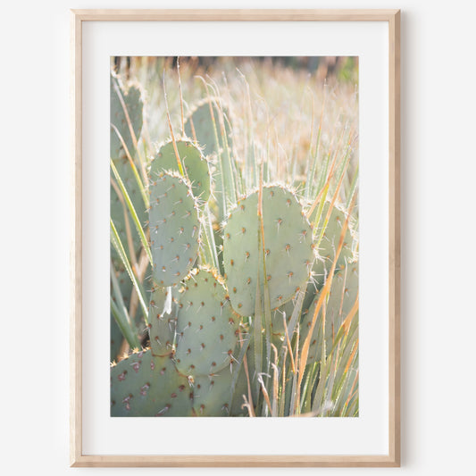 Prickly Pear Cactus Canvas | Prickly Pear Cactus Print | 17 Mile