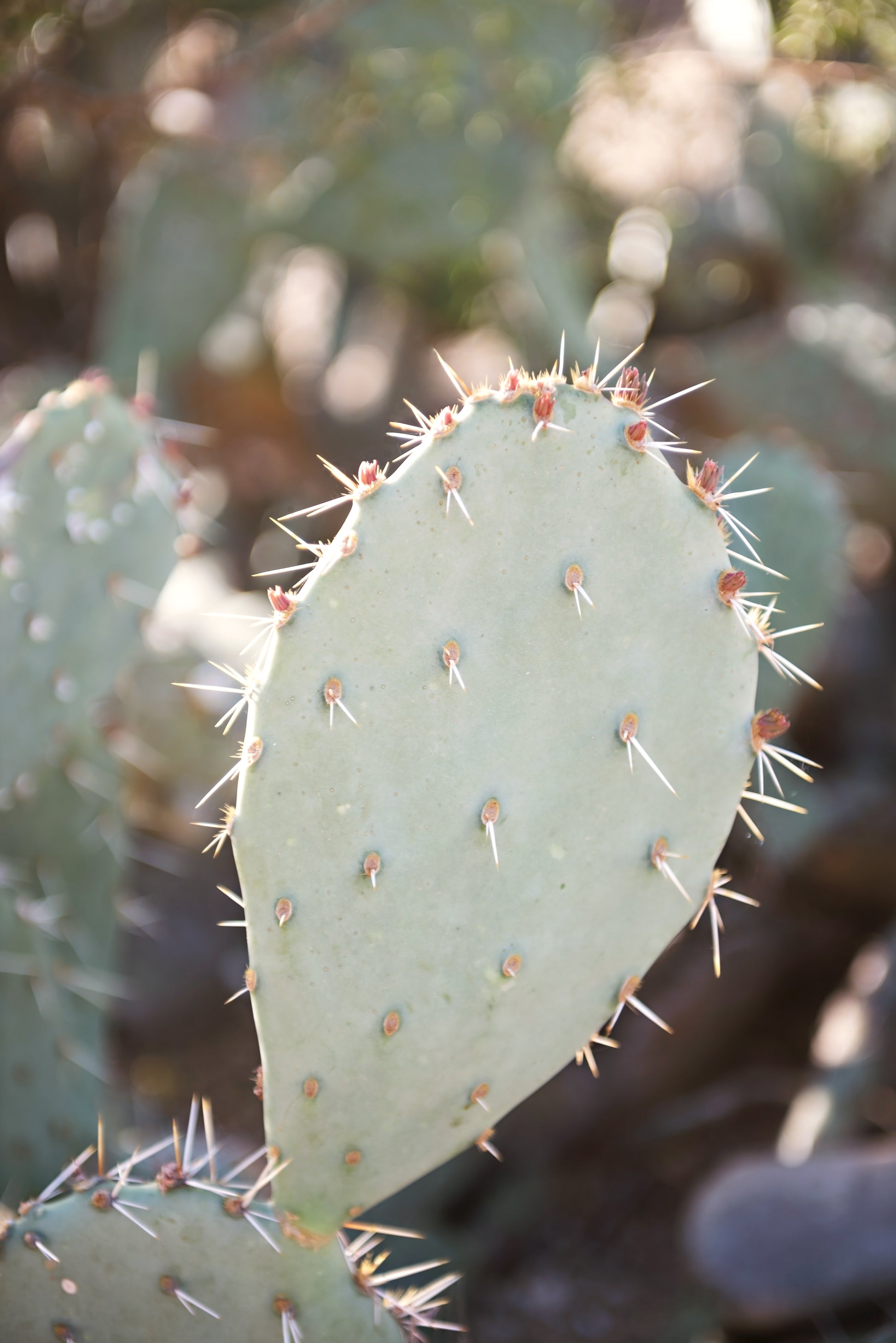 Prickly Pear Canvas | Cactus Wall Art | 17 Mile