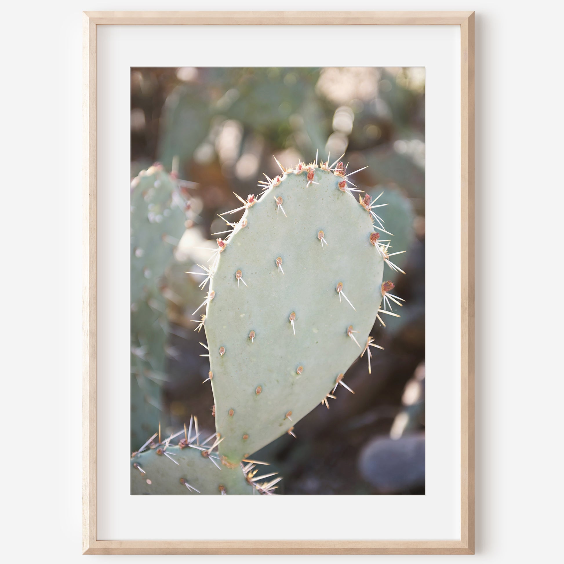 Prickly Pear Canvas | Cactus Wall Art | 17 Mile
