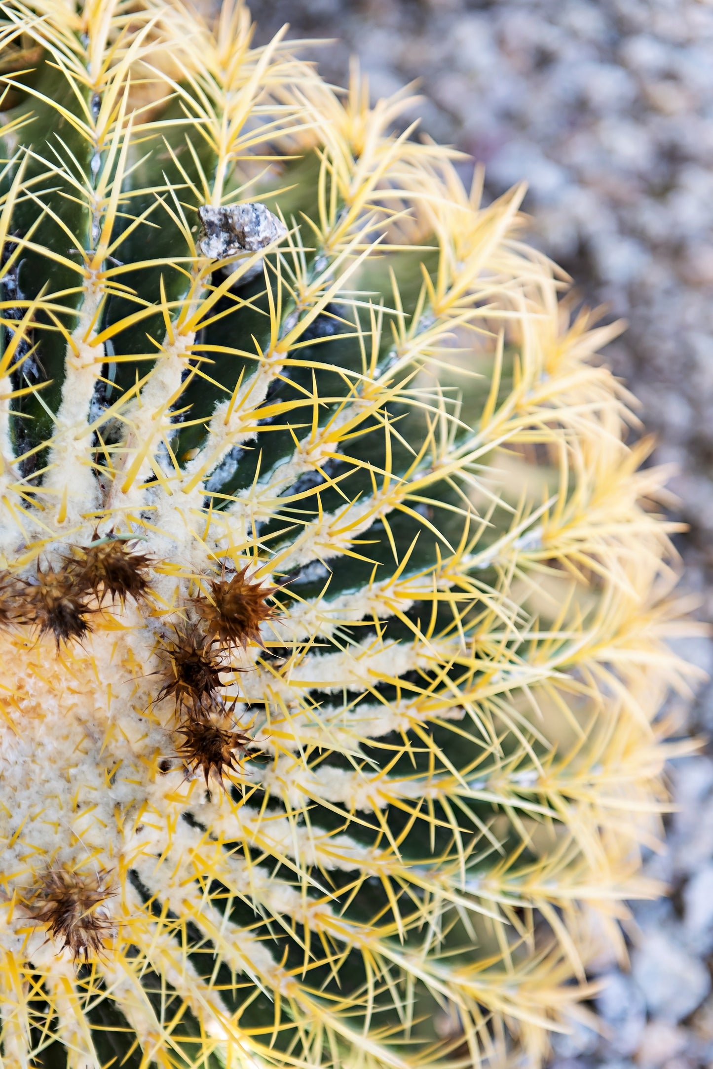 Barrel Cactus Print | Golden Barrel Cactus Print | 17 Mile