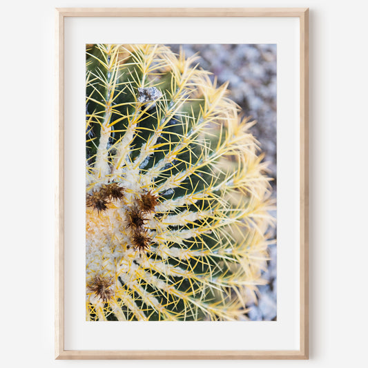Barrel Cactus Print | Golden Barrel Cactus Print | 17 Mile
