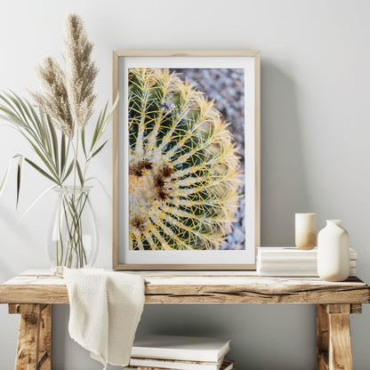 Barrel Cactus Print | Golden Barrel Cactus Print | 17 Mile