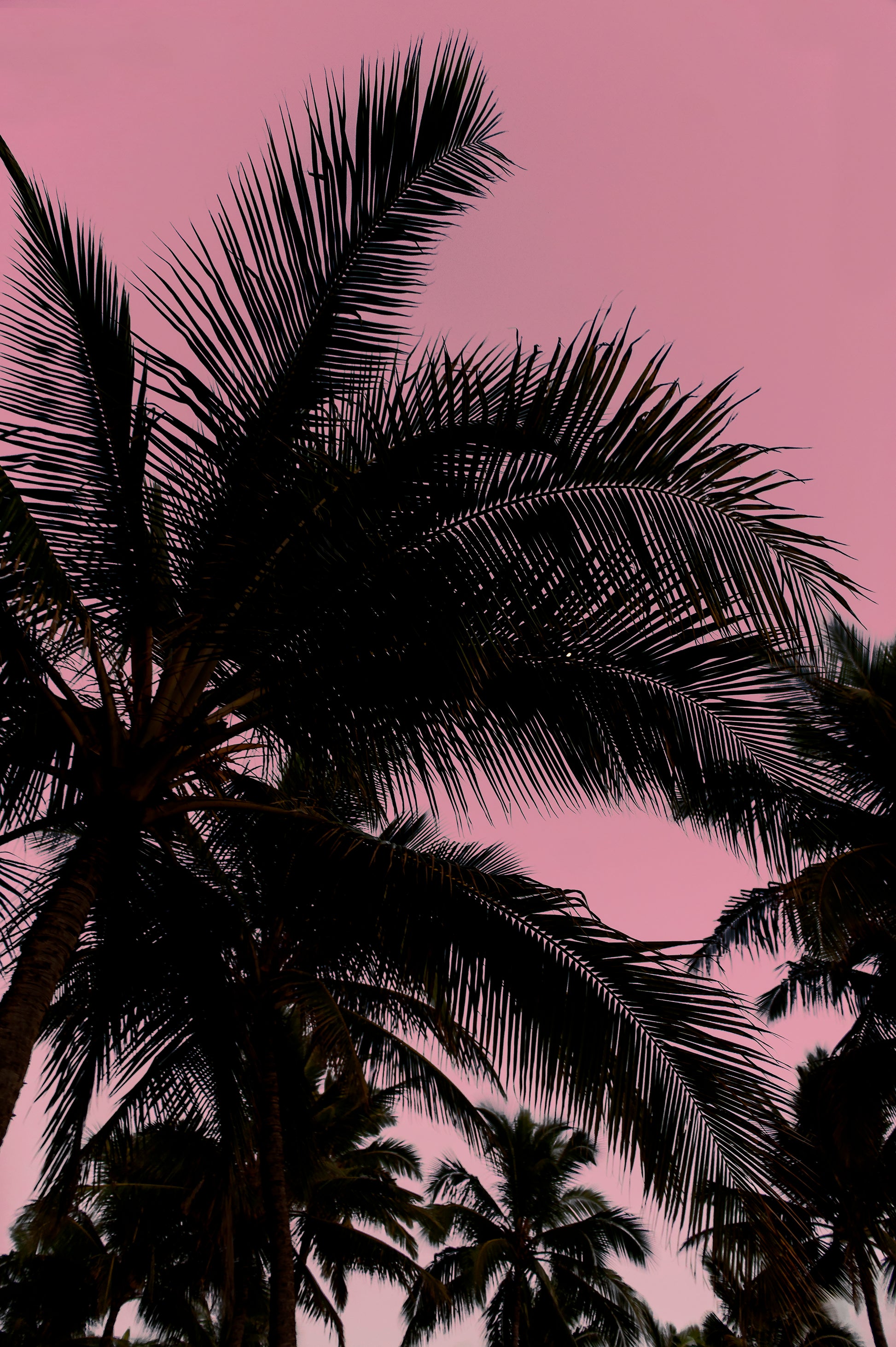 Palm Leaves Print | Palm Leaves Canvas | 17 Mile