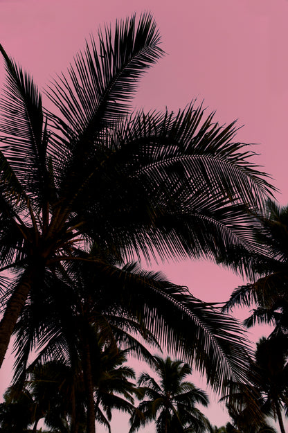 Palm Leaves Print | Palm Leaves Canvas | 17 Mile