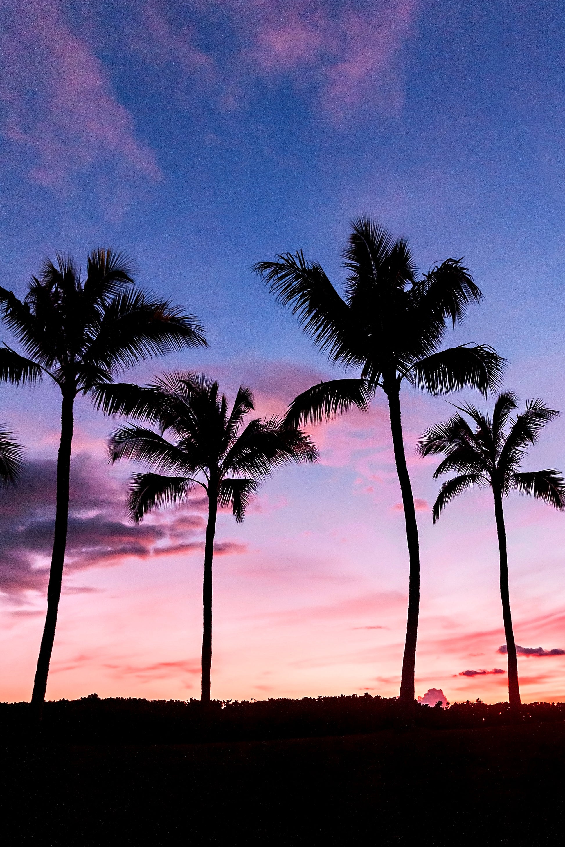 Palm Tree Canvas | Palm Tree Print | 17 Mile