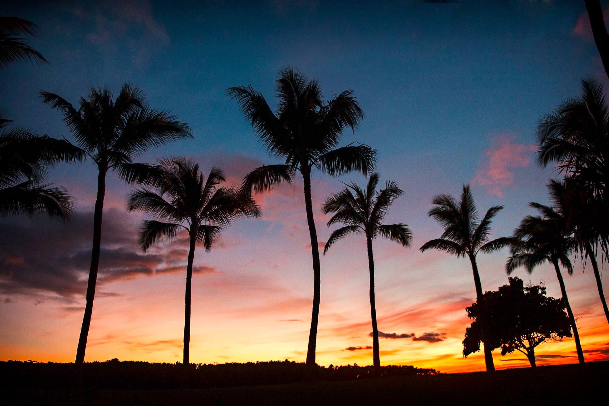 Stylish Home Decor Canvas | Palm Tree Canvas | 17 Mile