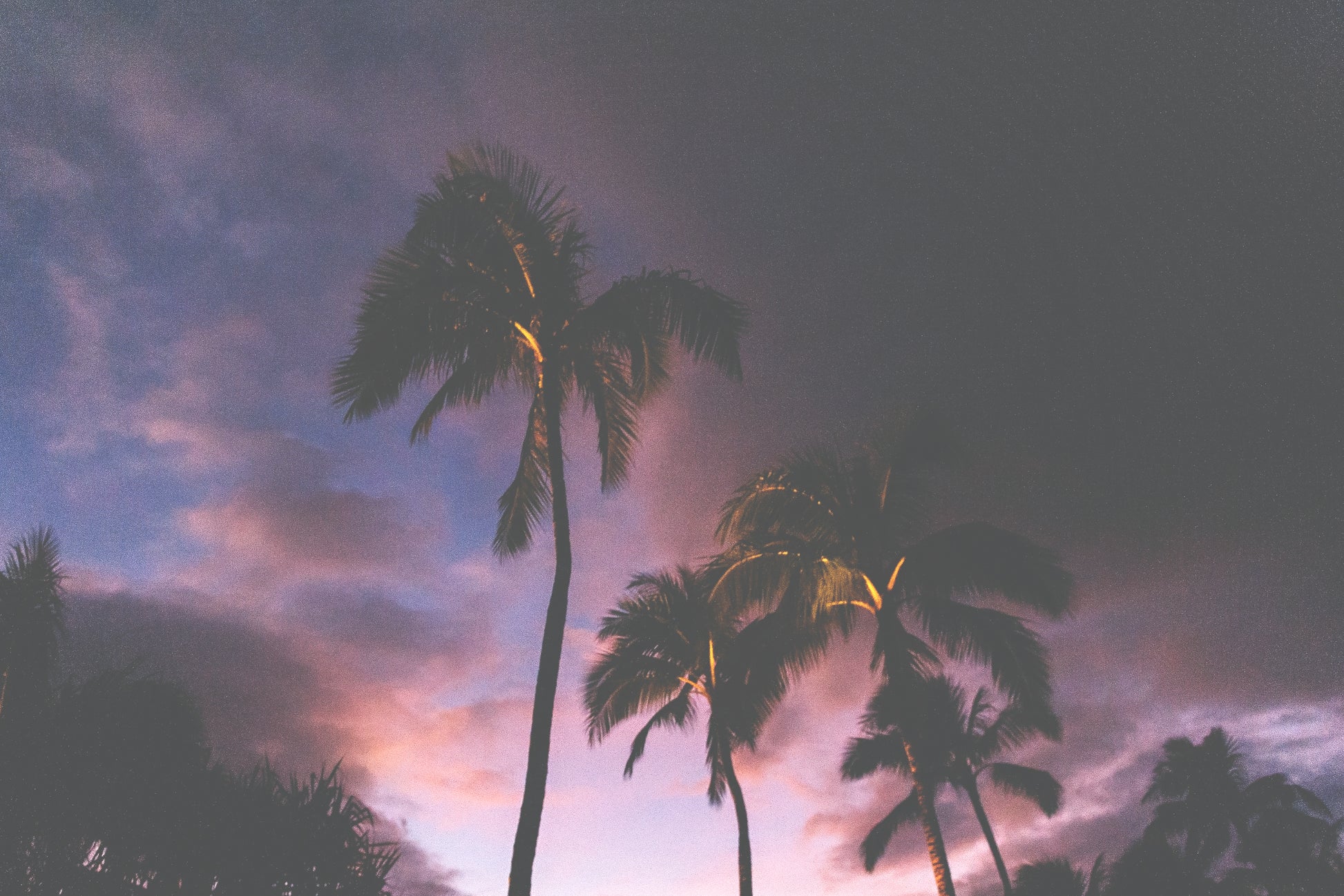 Swaying Palms Canvas | Wall Art Canvas | 17 Mile