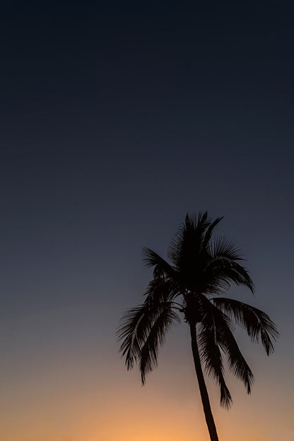 Sunset Palm Tree Print | Sunset Palm Tree Canvas | 17 Mile
