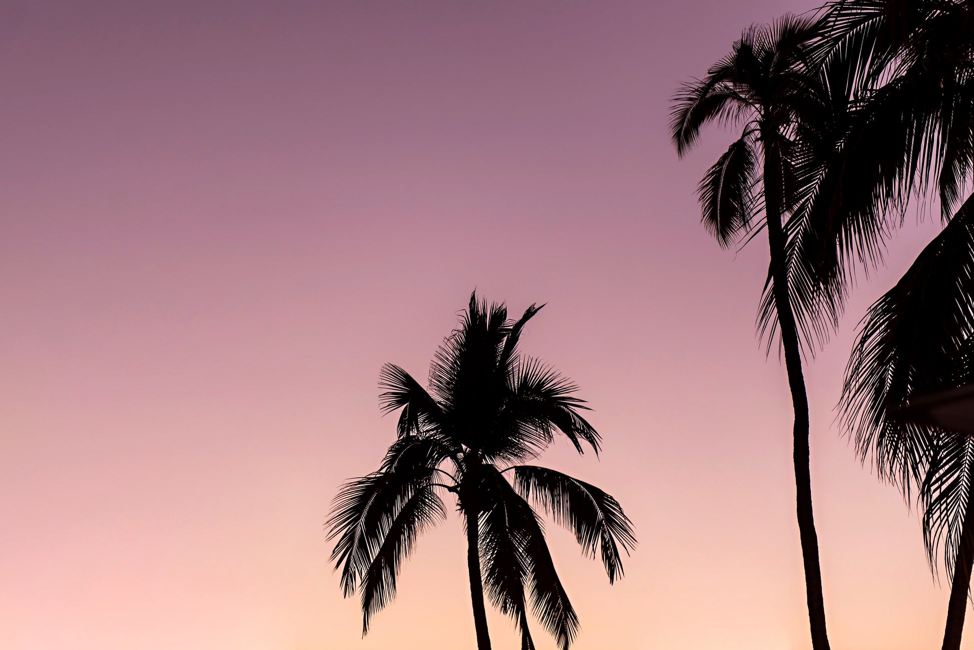 Sunset Wall Art | Sunset with Palm Canvas | 17 Mile