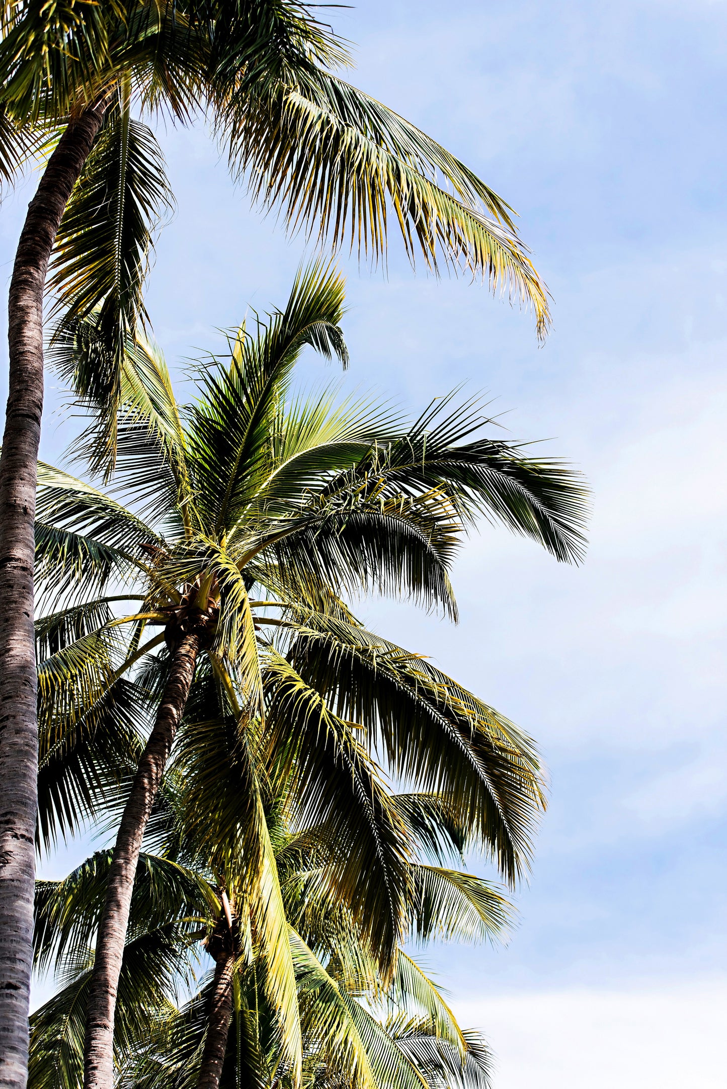 Beach Palm Tree Print | Palm Trees Canvas | 17 Mile