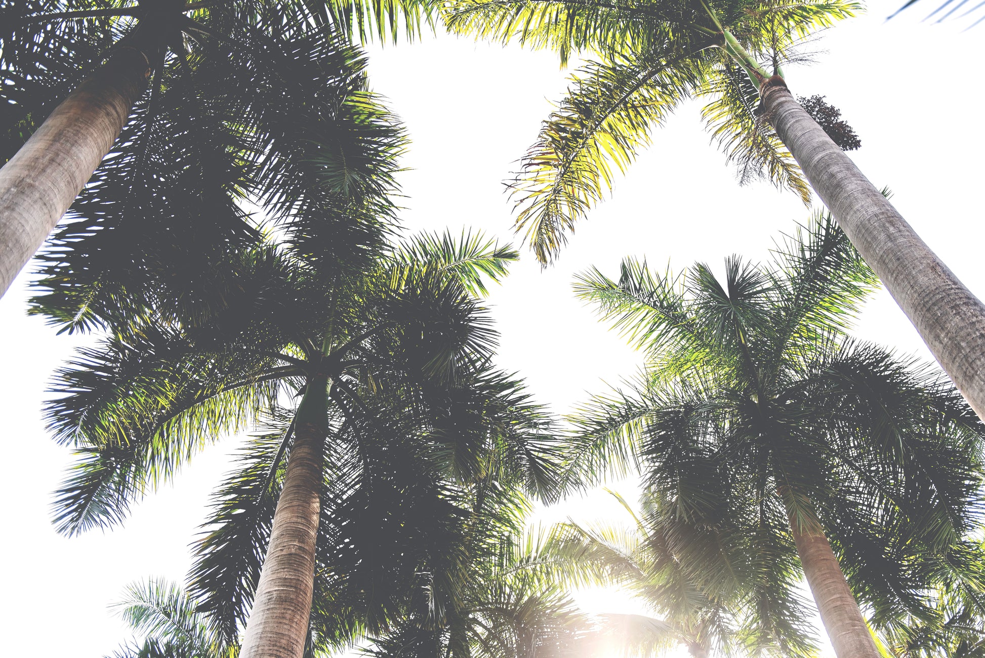 Palm Trees Print | Palm Trees Poster | 17 Mile