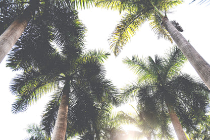 Palm Trees Print | Palm Trees Poster | 17 Mile