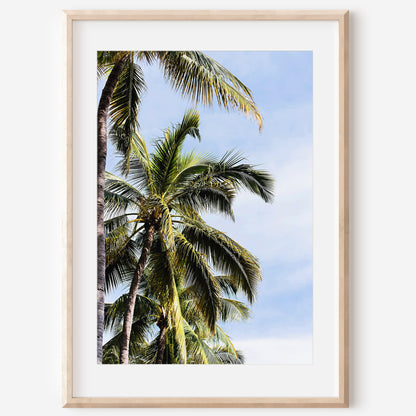 Palm Trees Print