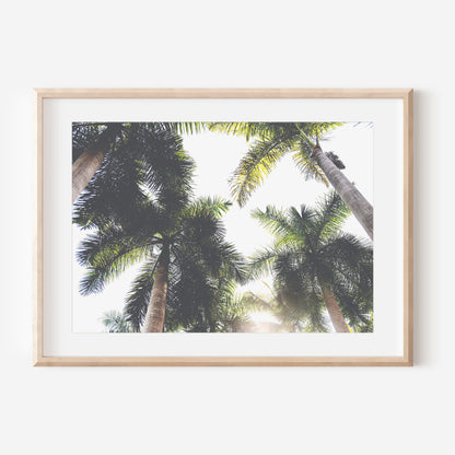Palm Trees 3