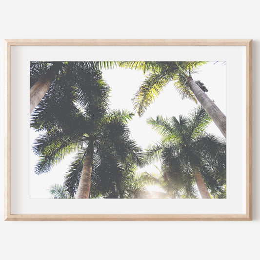 Palm Trees Print | Palm Trees Poster | 17 Mile
