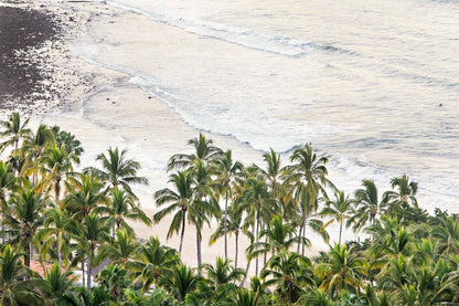 Palm with Beach Canvas | Palm Tree Print | 17 Mile