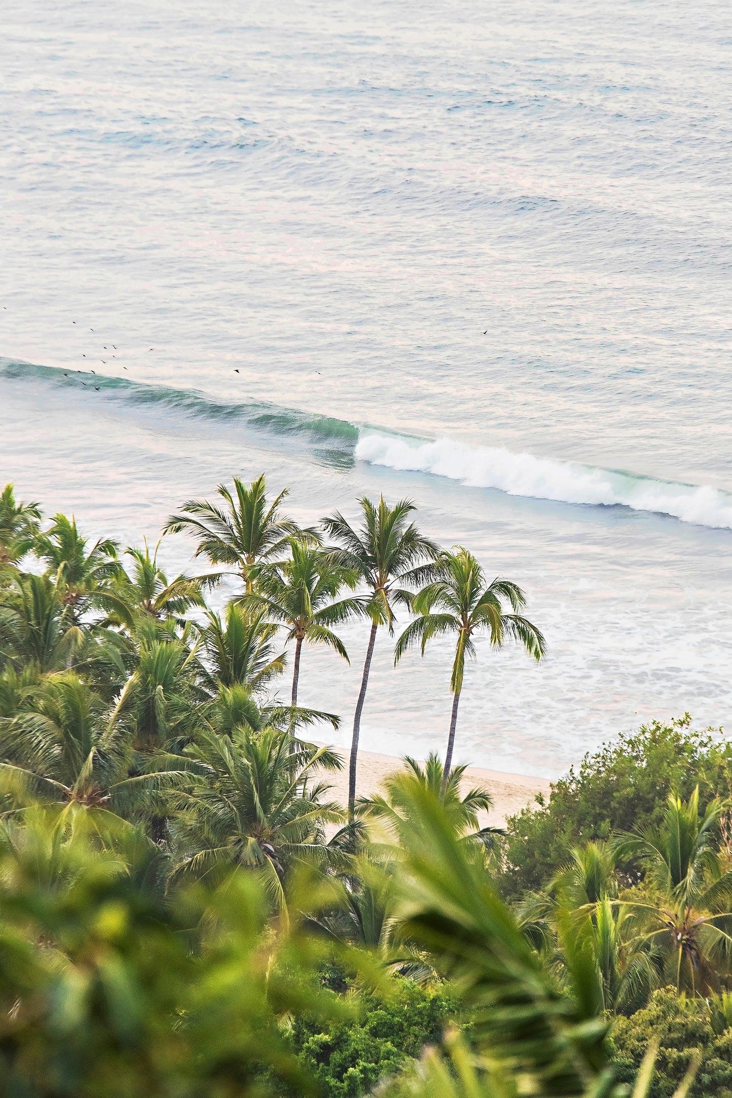 Palm Tree Print | Aerial Palm Canvas | 17 Mile