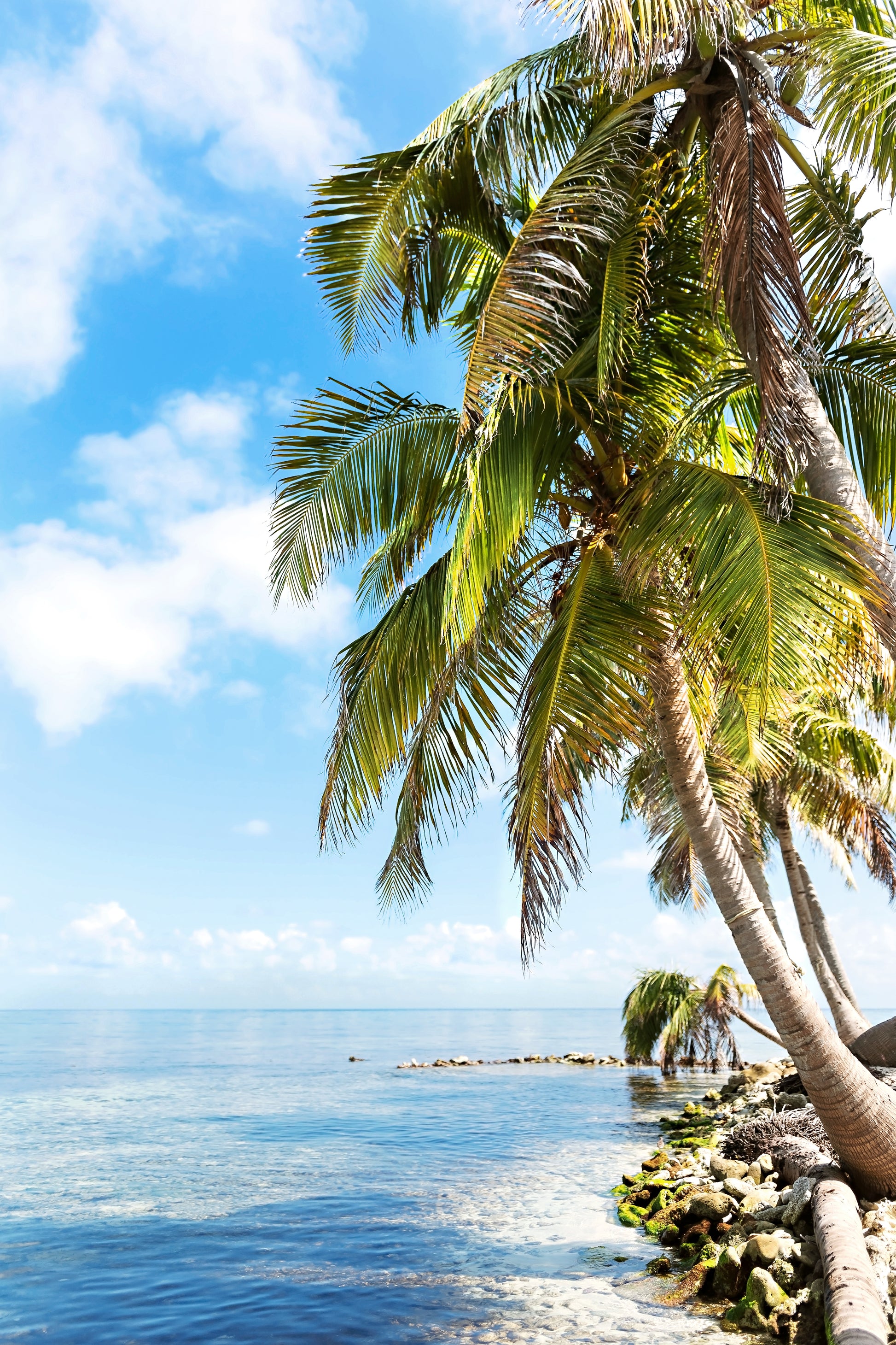 Framed Canvas Wall Art | Palm Trees Print | 17 Mile