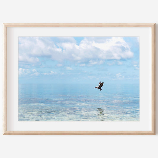Flying Pelican Print | Flying Pelican Canvas | 17 Mile