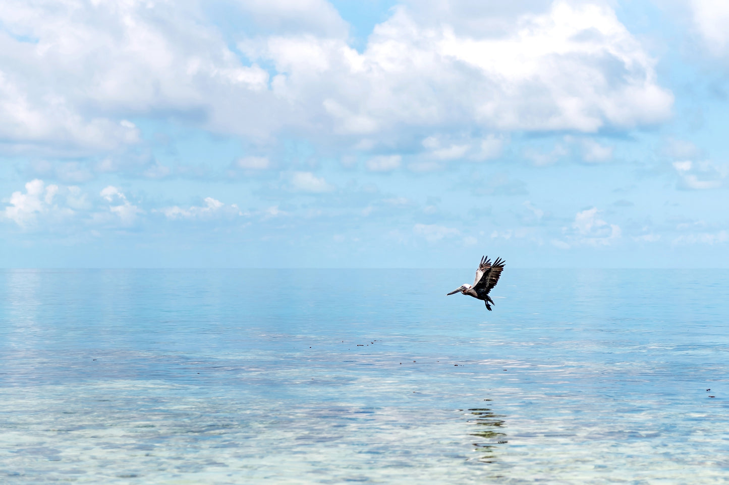 Flying Pelican Print | Flying Pelican Canvas | 17 Mile