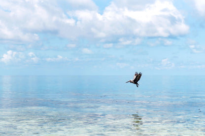 Flying Pelican Print | Flying Pelican Canvas | 17 Mile