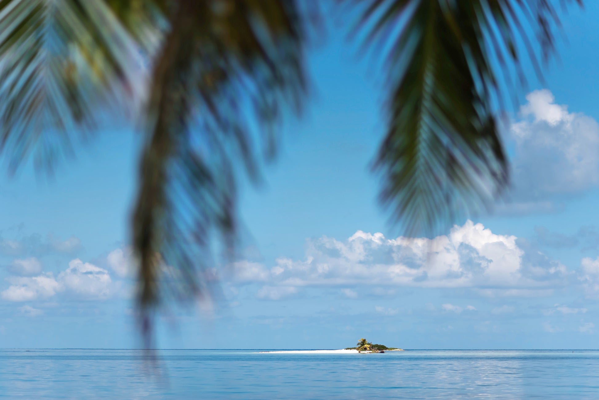 Botanical Leaf Print | Palm Leaves Canvas | 17 Mile