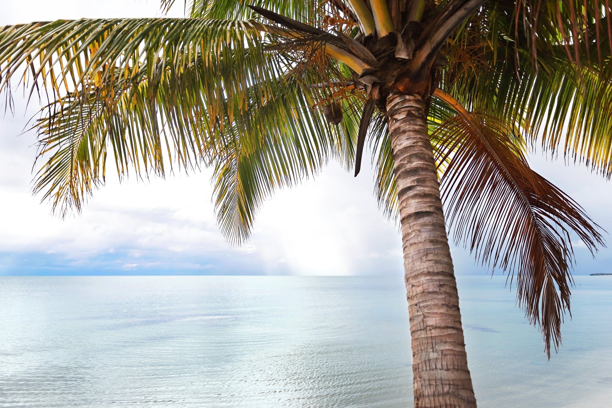 Palm Tree Wall Art | Palm Tree Canvas | 17 Mile