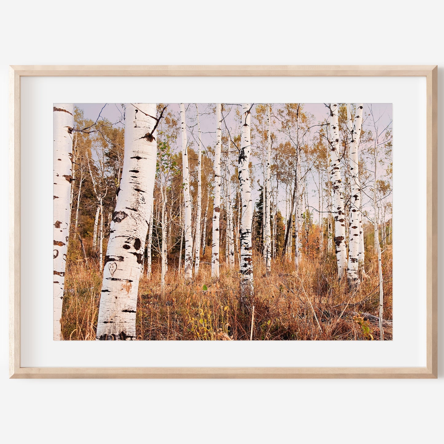 Autumn Aspen Trees Print | Utah Fall Photography | 17 Mile
