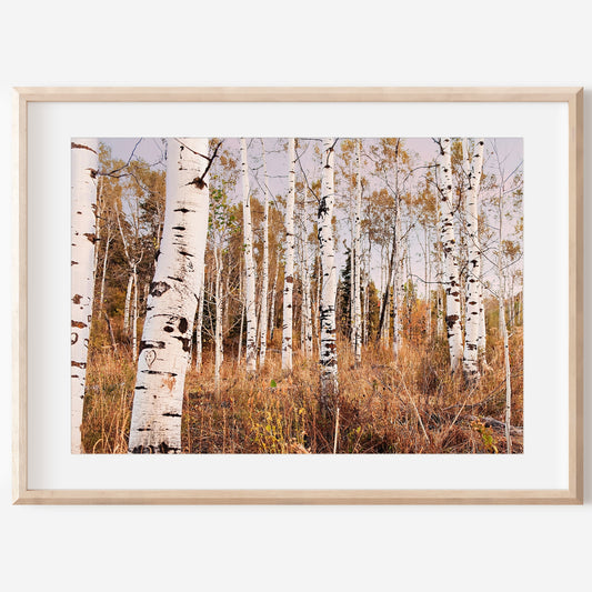 Autumn Aspen Trees Print | Utah Fall Photography | 17 Mile