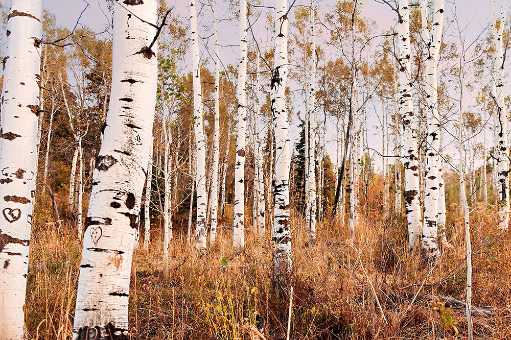 Autumn Aspen Trees Print | Utah Fall Photography | 17 Mile