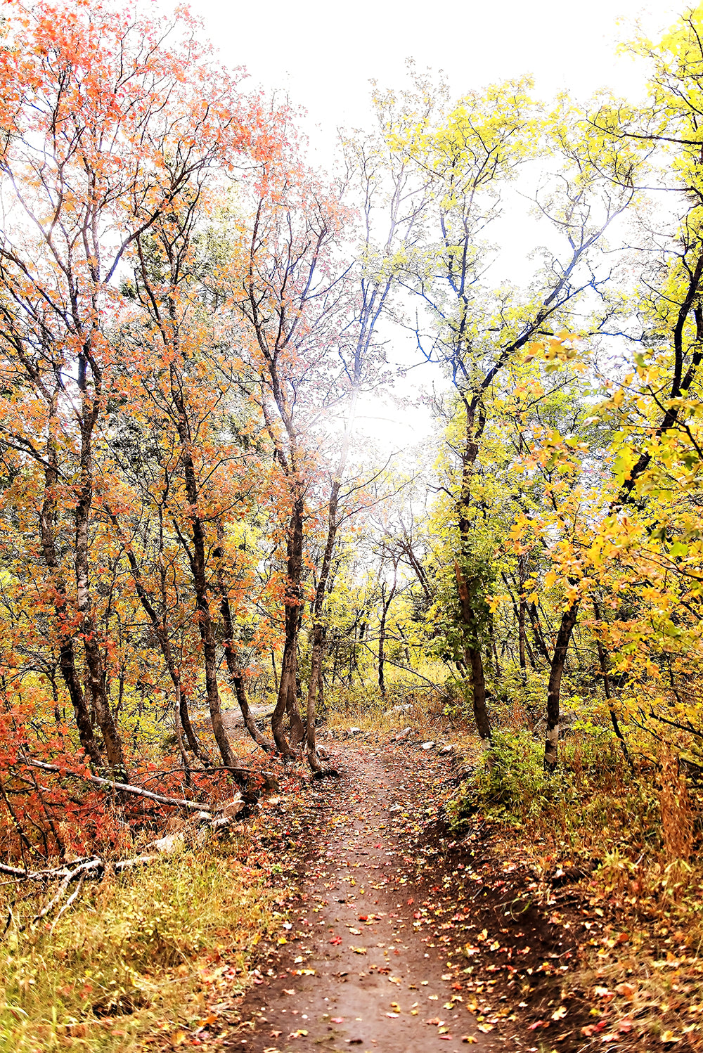 Autumn Trail Print | Utah Fall Photography | 17 Mile
