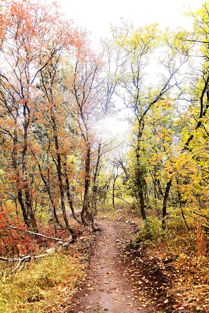 Autumn Trail Print | Utah Fall Photography | 17 Mile
