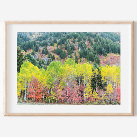 Vibrant Fall Trees Print | Utah Fall Photography | 17 Mile