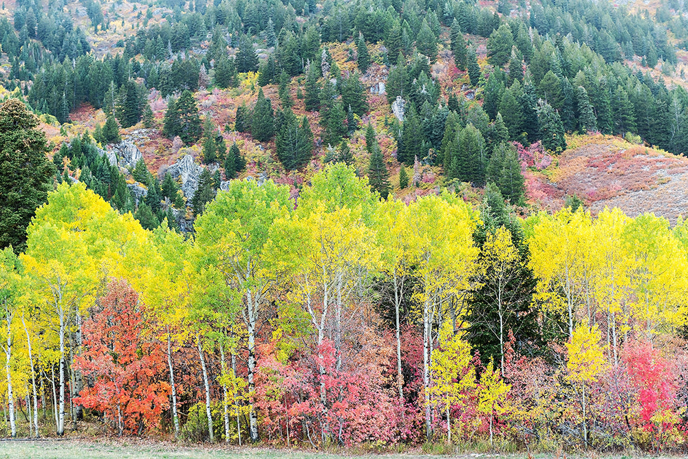 Vibrant Fall Trees Print | Utah Fall Photography | 17 Mile