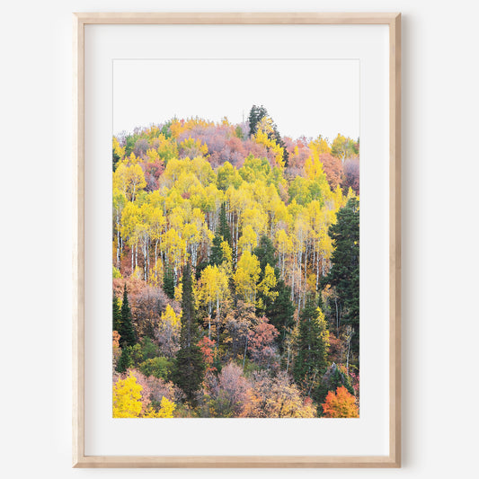 Yellow Quaking Aspens Print | Utah Fall Photography | 17 Mile