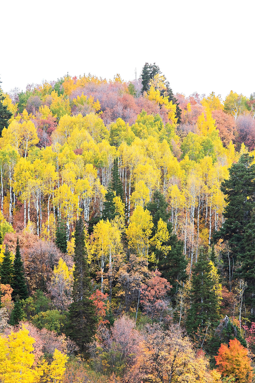 Yellow Quaking Aspens Print | Utah Fall Photography | 17 Mile