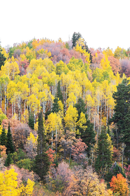 Yellow Quaking Aspens Print | Utah Fall Photography | 17 Mile